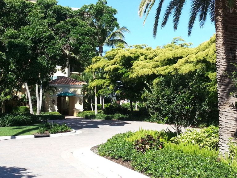 Landscape Design Gallery Sarasota | Palm Trees Longboat Key