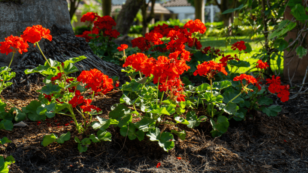 landscape maintenance lakewood ranch