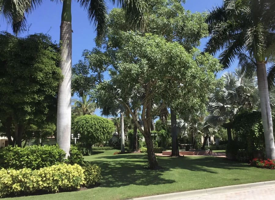 sarasota landscape done by grant's gardens