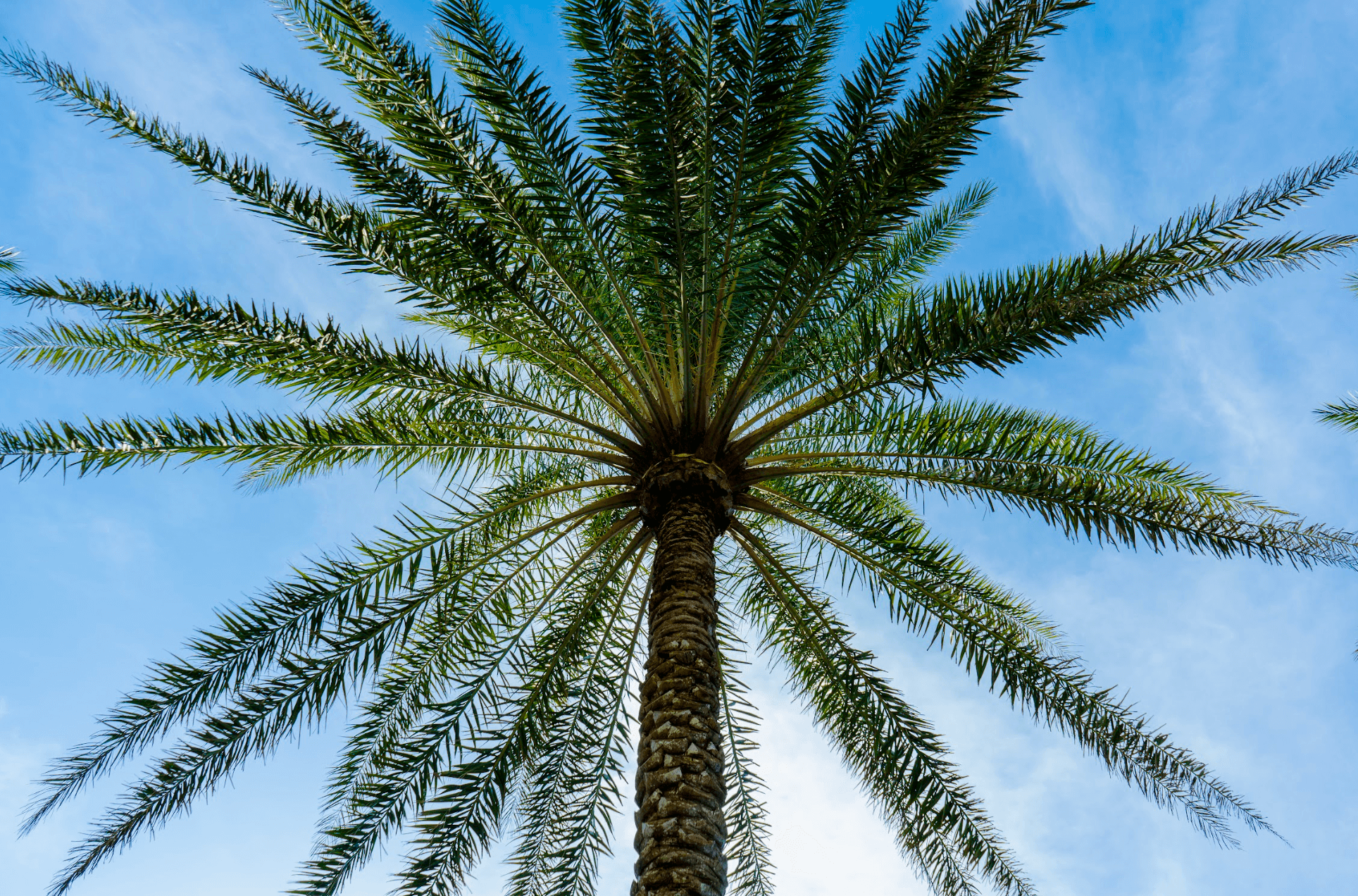 palm tree on bradenton beach